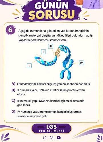 GÜNÜN SORUSU 6 Aşağıda numaralarla gösterilen yapılardan hangisinin genetik materyali...