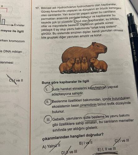 Bilimsel adı Hydrochoerus hydrochaeris olan kapibaralar, Güney Amerika'da yaşayan ve...