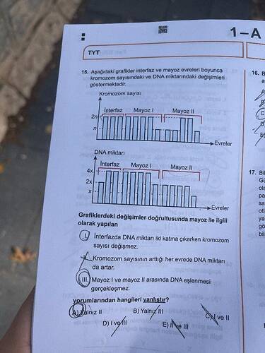 Aşağıdaki grafikler interfaz ve mayoz evreleri boyunca kromozom sayısındaki ve DNA...