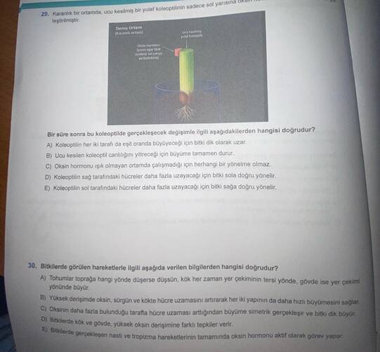 Karanlık bir ortamda, ucu kesilmiş bir yulaf koleoptilinin sadece sol yarısına oksin...