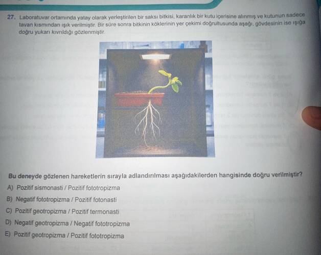 Laboratuvar ortamında yatay olarak yerleştirilen bir saksı bitkisi, karanlık bir kutu...