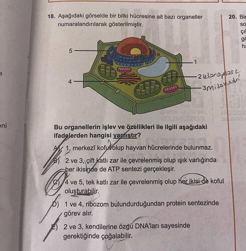 Aşağıdaki görselde bir bitki hücresine ait bazı organeller numaralandırılarak...