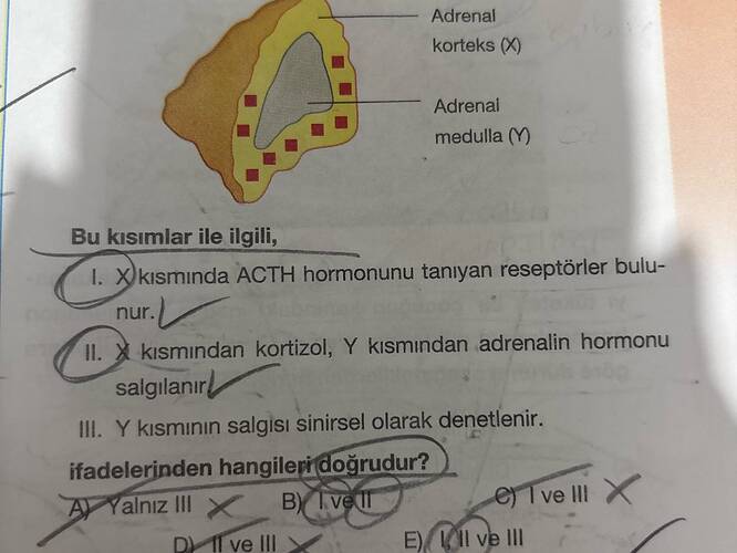 Adrenal korteks1 medulla (Bu kısımlar ile ilgili, 1 Xkisminda ACTH hormonunu tanıyan...