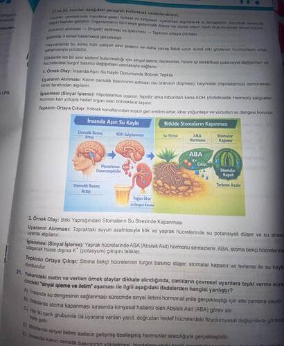 soruları aşağıdaki paragrafı kullanarak cevaplandırınız.