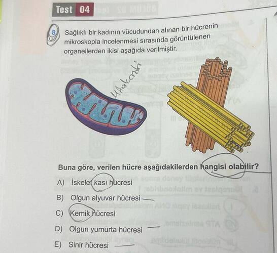 Sağlıklı bir kadının vücudundan alınan bir hücrenin mikroskopla incelenmesi sırasında...