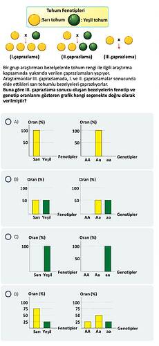 Bu görsel, bezelyelerde tohum rengiyle ilgili çaprazlama deneyleri sonucunda oluşan fenotip ve genotip oranlarını gösteren grafik seçeneklerini içermektedir. (AI tarafından altyazılı)