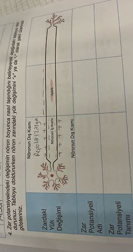 Zar potansiyelindeki değişimin nöron boyunca nasıl taşındığını belirleyerek aşağıdaki...